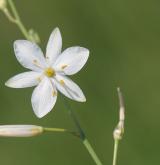 bělozářka větevnatá <i>(Anthericum ramosum)</i> / Květ/Květenství