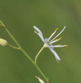 bělozářka větevnatá <i>(Anthericum ramosum)</i> / Květ/Květenství