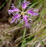 hvozdík pyšný <i>(Dianthus superbus)</i> / Květ/Květenství