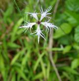 hvozdík pyšný <i>(Dianthus superbus)</i> / Květ/Květenství