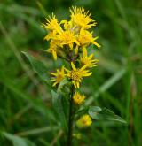 zlatobýl obecný <i>(Solidago virgaurea)</i> / Květ/Květenství