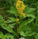 zlatobýl obecný <i>(Solidago virgaurea)</i> / Habitus