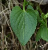 violka psí <i>(Viola canina)</i> / List