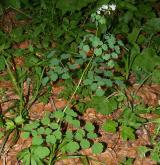 žluťucha orlíčkolistá <i>(Thalictrum aquilegiifolium)</i> / Habitus