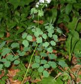 žluťucha orlíčkolistá <i>(Thalictrum aquilegiifolium)</i> / Habitus