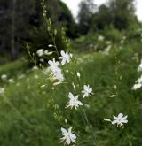 bělozářka větevnatá <i>(Anthericum ramosum)</i> / Květ/Květenství