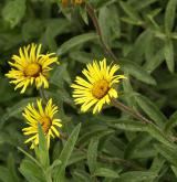 oman srstnatý <i>(Inula hirta)</i> / Květ/Květenství