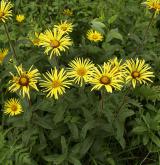 oman srstnatý <i>(Inula hirta)</i> / Habitus