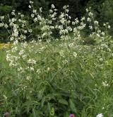 tolita lékařská <i>(Vincetoxicum hirundinaria)</i> / Habitus