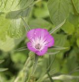 koukol polní <i>(Agrostemma githago)</i> / Květ/Květenství