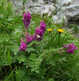 kopyšník tmavý <i>(Hedysarum hedysaroides)</i> / Habitus