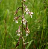 kruštík bahenní <i>(Epipactis palustris)</i> / Květ/Květenství