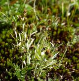 protěž nízká <i>(Gnaphalium supinum)</i> / Habitus