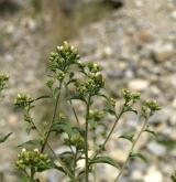 oman hnidák <i>(Inula conyzae)</i> / Květ/Květenství