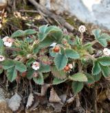 mochna malokvětá <i>(Potentilla micrantha)</i> / Habitus