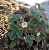mochna malokvětá <i>(Potentilla micrantha)</i> / Habitus