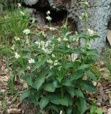 tolita lékařská <i>(Vincetoxicum hirundinaria)</i> / Habitus