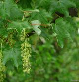 javor klen <i>(Acer pseudoplatanus)</i> / Květ/Květenství
