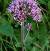 havez česnáčková <i>(Adenostyles alliariae)</i> / Květ/Květenství