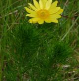 hlaváček jarní <i>(Adonis vernalis)</i> / Habitus