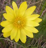 hlaváček jarní <i>(Adonis vernalis)</i> / Květ/Květenství