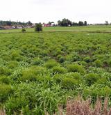 Nitrofilní vegetace obnažených den a vlhkých ruderálních stanovišť <i>(Bidention tripartitae)</i>