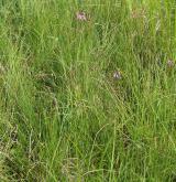 Mírně kyselá rašeliniště a rašelinné louky <i>(Caricion canescenti-nigrae)</i> / Porost