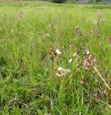 Mírně kyselá rašeliniště a rašelinné louky <i>(Caricion canescenti-nigrae)</i> / Porost