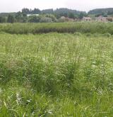 Vegetace vysokých ostřic v litorálu oligotrofních a mezotrofních vod <i>(Magno-Caricion elatae)</i> / Porost