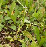 vítod nahořklý <i>(Polygala amarella)</i> / Habitus