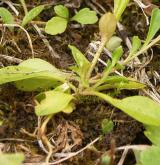 vítod nahořklý <i>(Polygala amarella)</i> / List