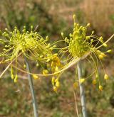 česnek žlutý <i>(Allium flavum)</i> / Květ/Květenství