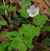 šťavel kyselý <i>(Oxalis acetosella)</i> / Habitus