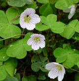 šťavel kyselý <i>(Oxalis acetosella)</i> / Habitus