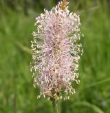 jitrocel prostřední <i>(Plantago media)</i> / Květ/Květenství