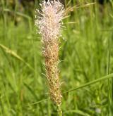 jitrocel prostřední <i>(Plantago media)</i> / Květ/Květenství