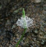 jitrocel prostřední <i>(Plantago media)</i> / Květ/Květenství