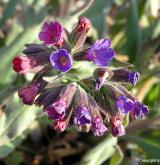 plícník měkký <i>(Pulmonaria mollis)</i> / Květ/Květenství