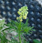 rýt (rezeda) žlutý <i>(Reseda lutea)</i> / Habitus