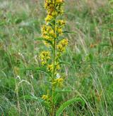 zlatobýl obecný <i>(Solidago virgaurea)</i> / Habitus