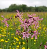 kohoutek luční <i>(Lychnis flos-cuculi)</i> / Květ/Květenství