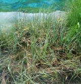 Vegetace vysokých ostřic v litorálu oligotrofních a mezotrofních vod <i>(Magno-Caricion elatae)</i> / Porost