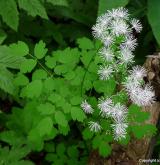 žluťucha orlíčkolistá <i>(Thalictrum aquilegiifolium)</i> / Habitus
