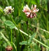 jetel zvrhlý <i>(Trifolium hybridum)</i> / Habitus