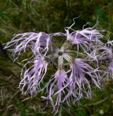 hvozdík pyšný <i>(Dianthus superbus)</i> / Květ/Květenství
