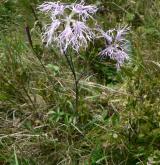 hvozdík pyšný <i>(Dianthus superbus)</i> / Habitus