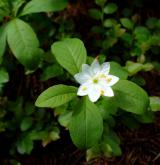 sedmikvítek evropský <i>(Trientalis europaea)</i> / Květ/Květenství