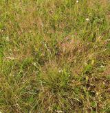 Podhorské a horské smilkové trávníky <i>(Violion caninae)</i> / Porost