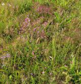 Podhorské a horské smilkové trávníky <i>(Violion caninae)</i> / Detail porostu