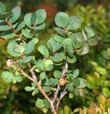 brusnice bahenní <i>(Vaccinium uliginosum)</i> / Habitus